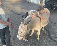 kidsafe-donkey