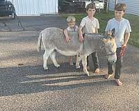 eventing-donkey