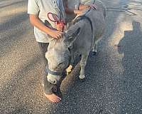 grey-eventing-donkey