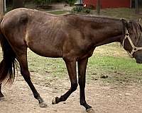 smokey-black-paso-fino-stallion