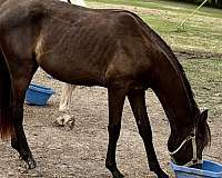smokey-black-pfha-stallion