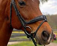 bay-white-star-4-socks-horse