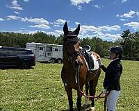 quarter-warmblood-horse