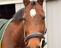 rear-warmblood-horse