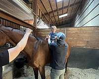 very-safe-warmblood-horse