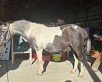 all-around-miniature-horse