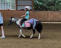 field-hunter-miniature-horse