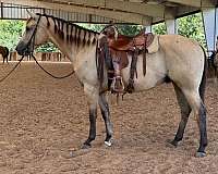 all-around-quarter-horse