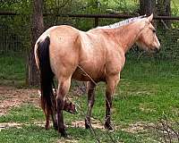 athletic-quarter-horse
