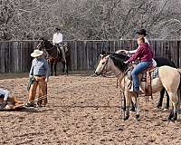 barrel-quarter-horse