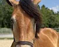buckskin-belgian-percheron-for-sale