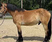 reining-belgian-percheron-horse