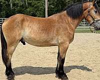 buckskin-belgian-percheron-gelding