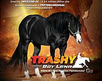 black-breeding-color-producer-horse