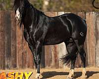 black-white-aqha-stallion