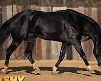 splash-white-horse