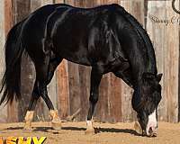 black-splash-white-horse