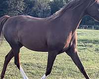 working-equitation-national-show-horse