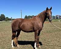 affordable-national-show-horse