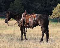 all-around-quarter-horse