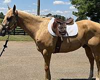 all-quarter-horse