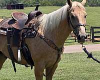all-around-quarter-horse