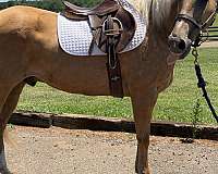 anyone-quarter-horse