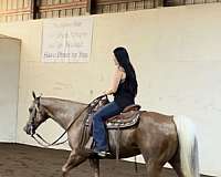 around-quarter-horse