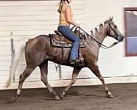 barefoot-quarter-horse
