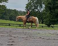 barn-quarter-horse