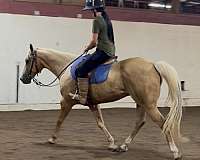 beginner-novice-quarter-horse