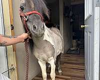 breeding-miniature-horse