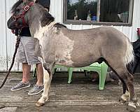 grulla-tobiano-horse