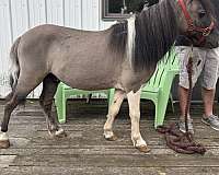 tobiano-horse