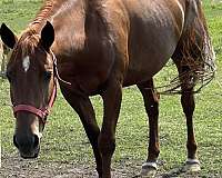 sorrel-star-hind-coronets-white-horse