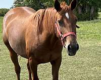 star-hind-coronets-white
