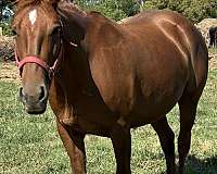 american-quarter-broodmare