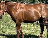 cat-broodmare