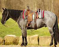 white-pony-quarter-horse-gelding