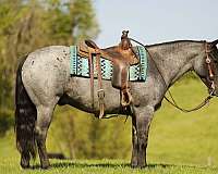 blue-roan-pony-quarter-horse-for-sale