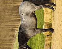 roan-pony-quarter-horse-for-sale