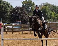 event-prospect-friesian-horse