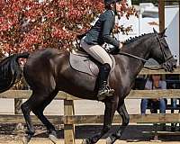 hack-friesian-horse