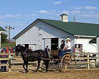 hunter-over-fences-friesian-horse