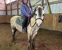grey-wpcsa-gelding
