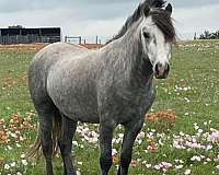 grey-gelding-for-sale