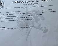 wpcsa-gelding