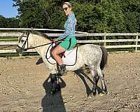 11-hand-welsh-pony-gelding