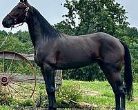 bay-standardbred-mare
