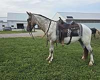 appaloosa-horse
